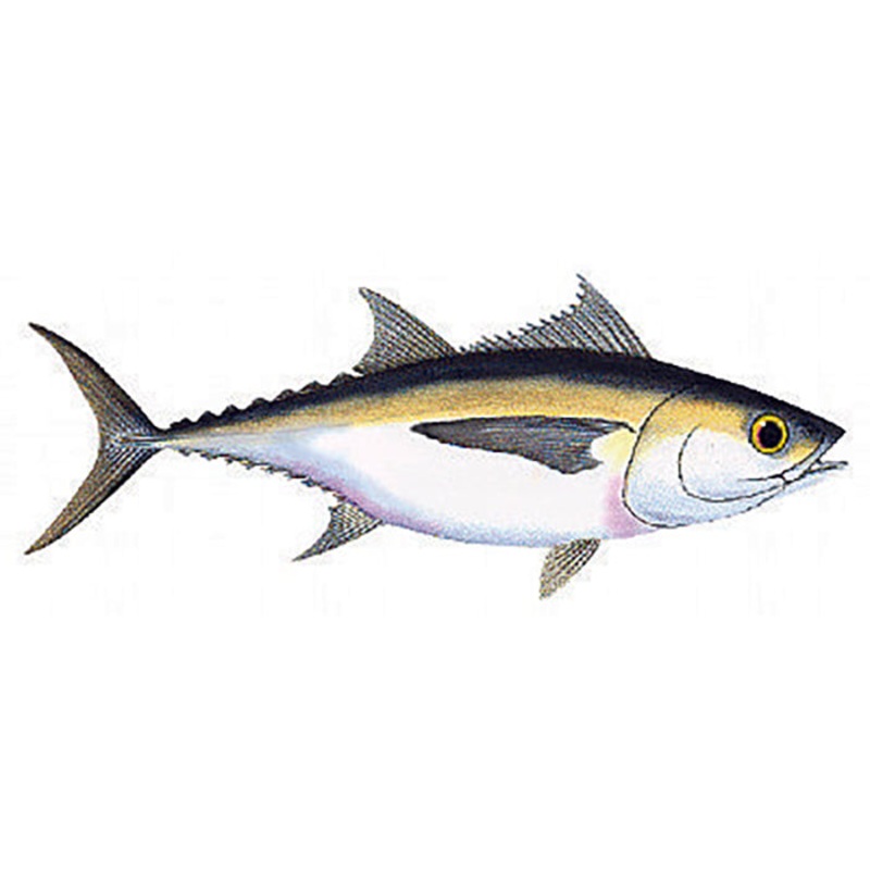 Amberjack
