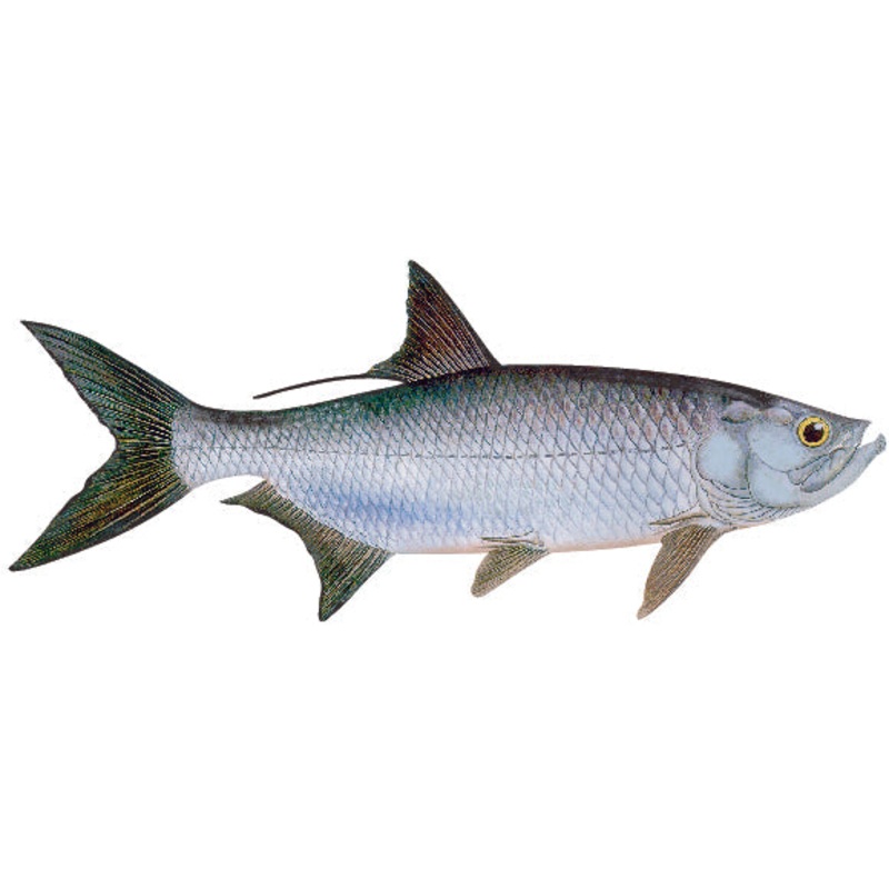 Blackfin Tuna