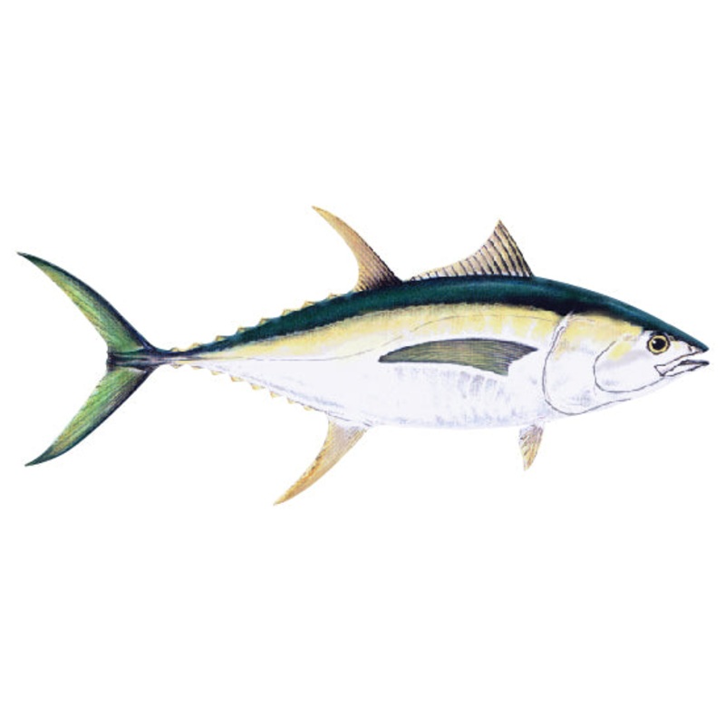 Blue Marlin
