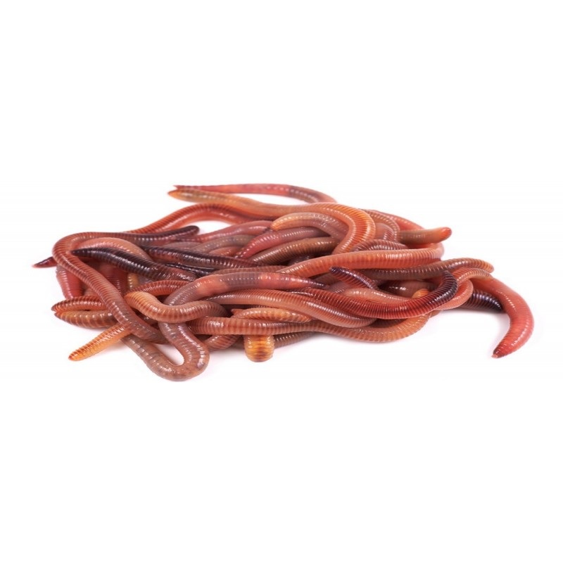Dendrobena worms