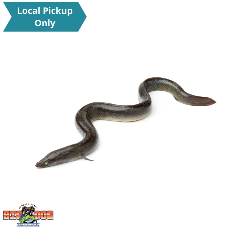 BAIT SWORD BAIT EEL UNRIGGED 1pk