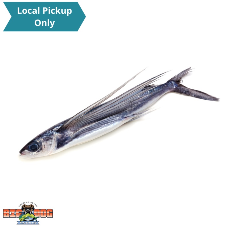 BIONIC BAIT FLYING FISH 5LB