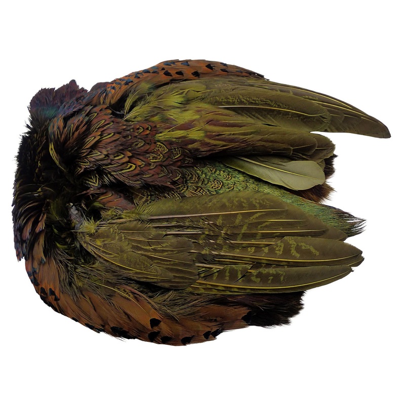 Wapsi Ringneck Pheasant Skin with No Tail