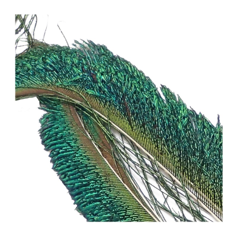 Wapsi Peacock Herl and Sword Feathers