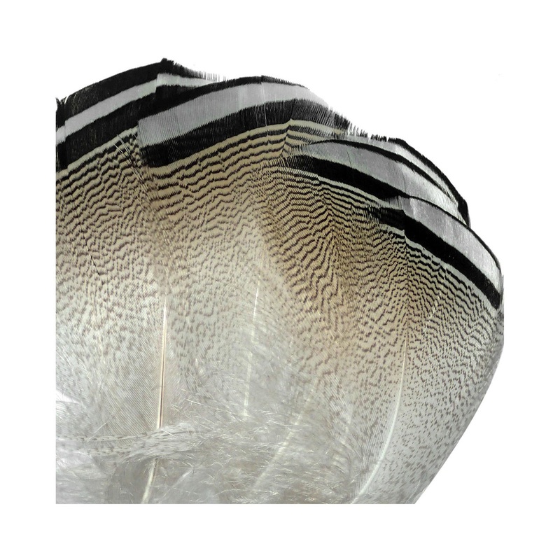 Black & White Wood Duck Feathers